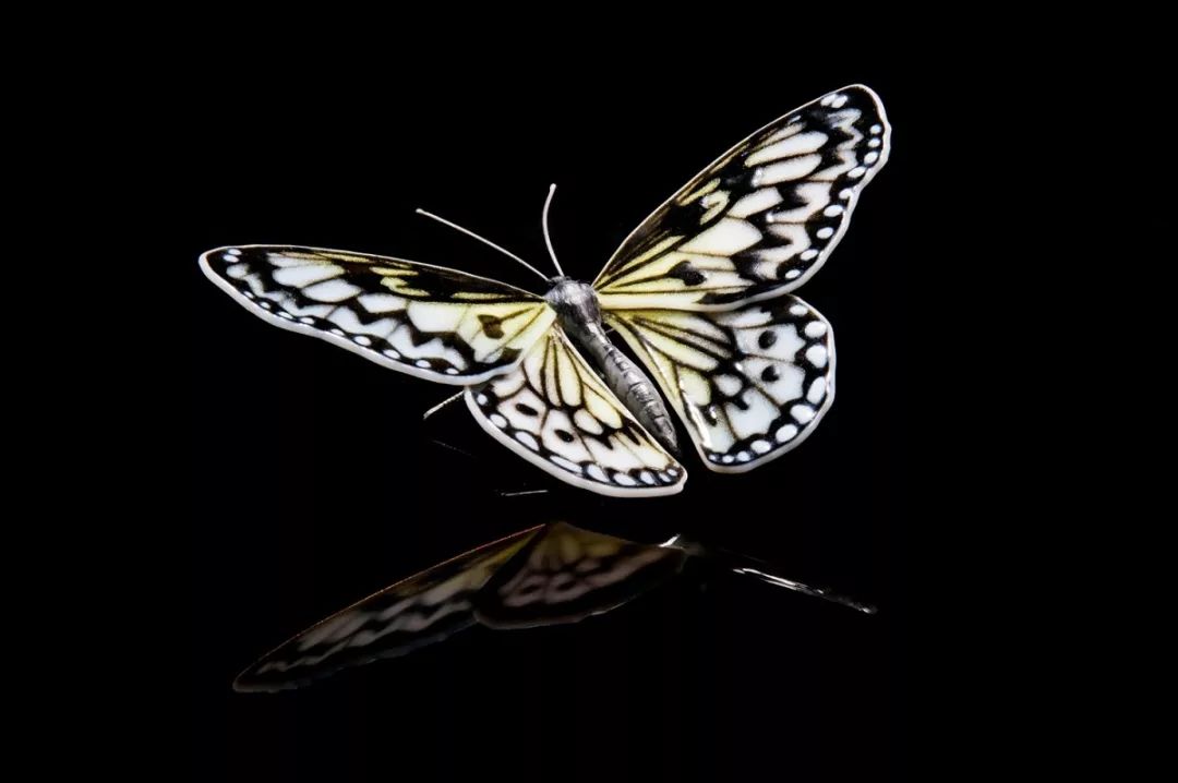 黑色白斑蝴蝶图片