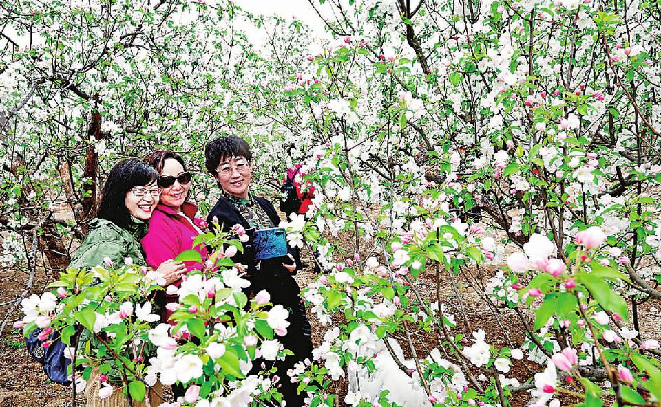 怀来海棠花节2021图片