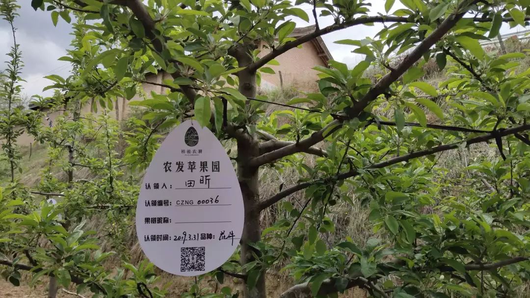 苹果树树牌图片