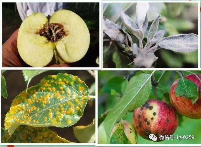 花后果园的病虫害主要有白粉病,赤星病,红点病,黑点病,霉心病,斑点