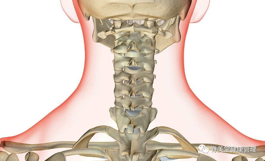 颈椎7节位置图片图片