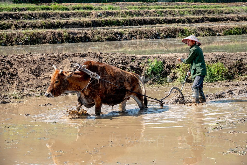 日,大别山脚下,河南省信阳市商城县,伏山乡里罗城村农民赶着水牛犁田