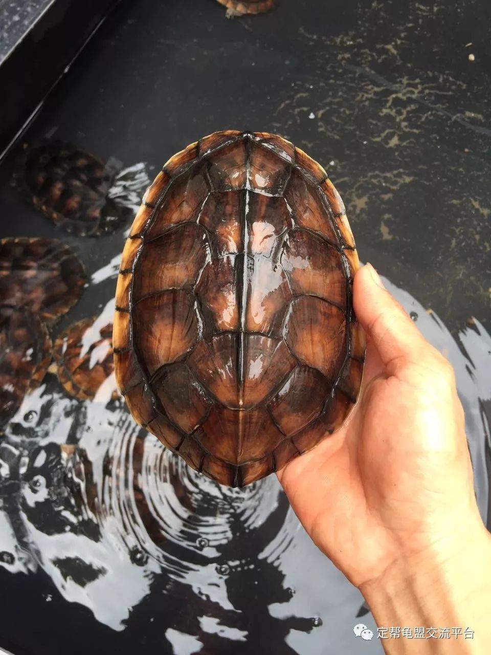 今日龟市,欢迎光临!_留言