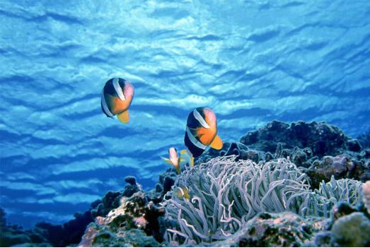 恒大御景半岛-五一来袭,你有一场"漂洋过海"的约会!_海底世界