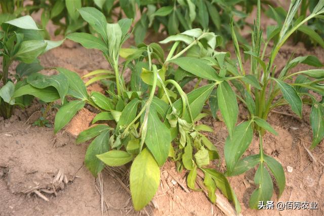 白术苗期病害多防治方法有讲究种植户应掌握2个施药技巧