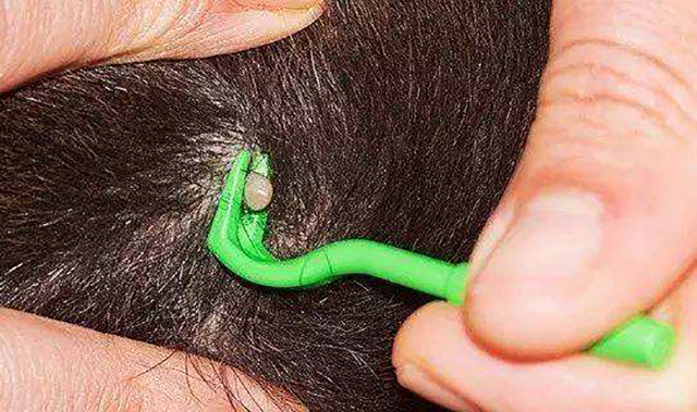 4岁男孩农村玩耍,耳朵里钻进了小飞虫,知道真相后吓了一跳