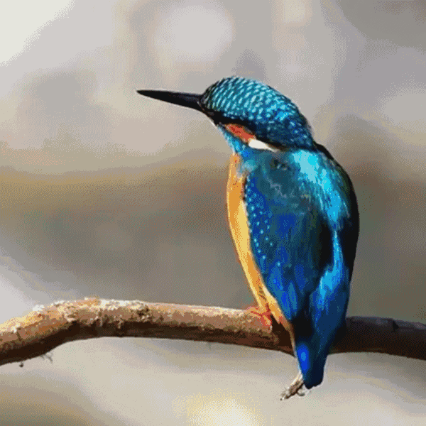 600_600gif 动态图 动图