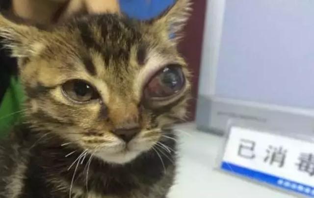 原创猫咪青光眼白内障的诊治与护理