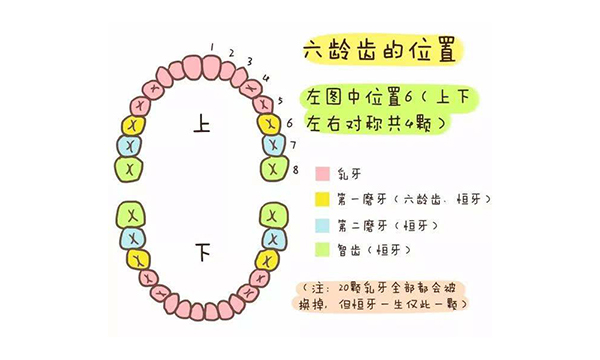 六龄牙在哪里图片