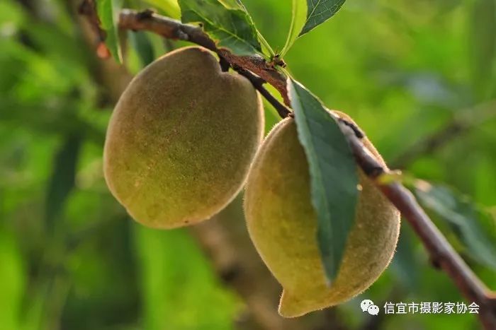 《初果》(组照)作者:文德富《收获的季节》作者:陆波《果实累累》(组
