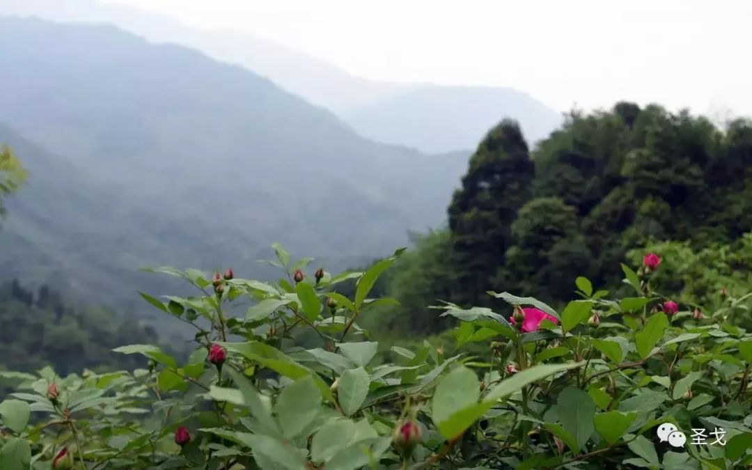 大邑雾中山看花图片