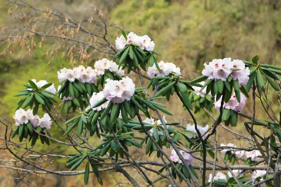 花海盛宴 | 秦岭5大高山杜鹃花海争相绽放,惊艳整个初夏时光!