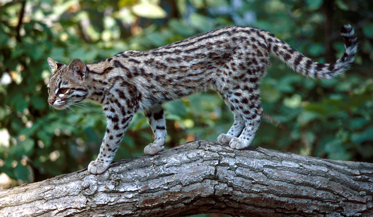 南美最小的猫科动物因实力不济常常过得提心吊胆