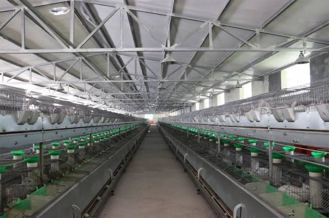 一场从无到大的产业蜕变——看普定如何把小兔子做成大产业_养殖