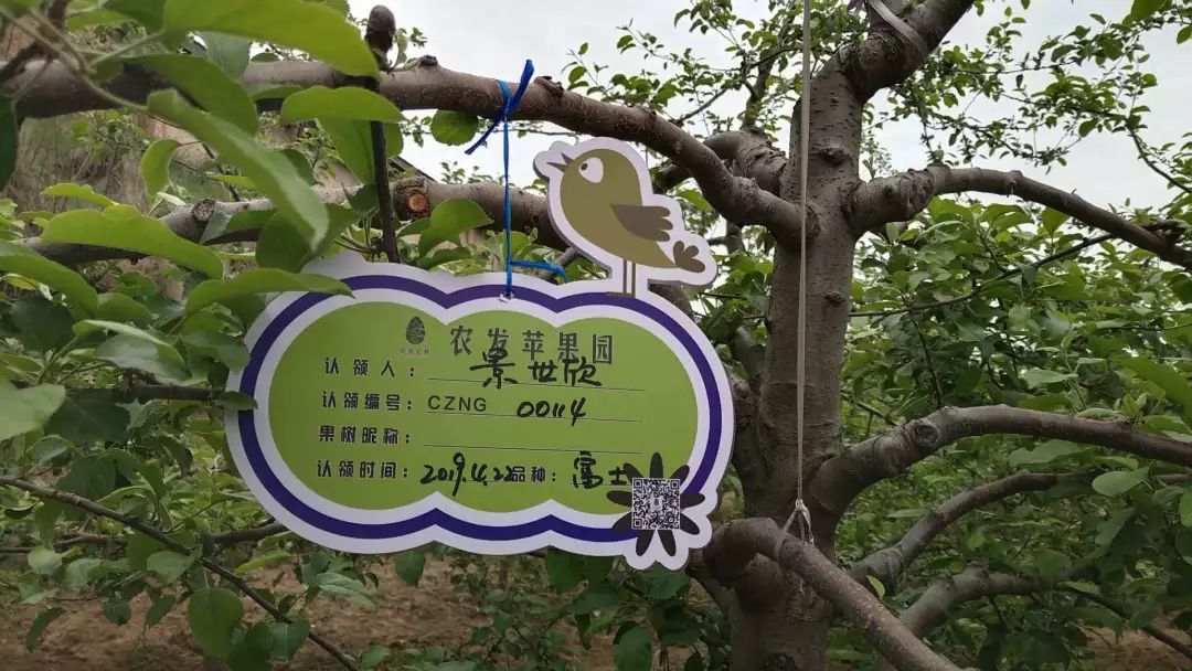 苹果树树牌图片