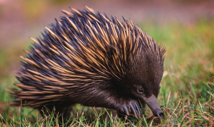 正在寻找食物的短吻针鼹