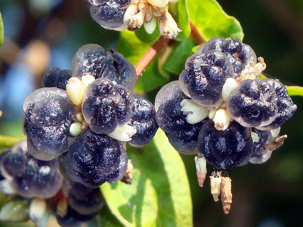 草丛里这种煤渣子过去农村娃当糖吃如今稀罕珍贵10元一斤