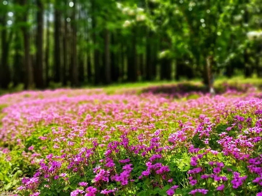 百花丛中看童话五一假期赏花攻略请你签收