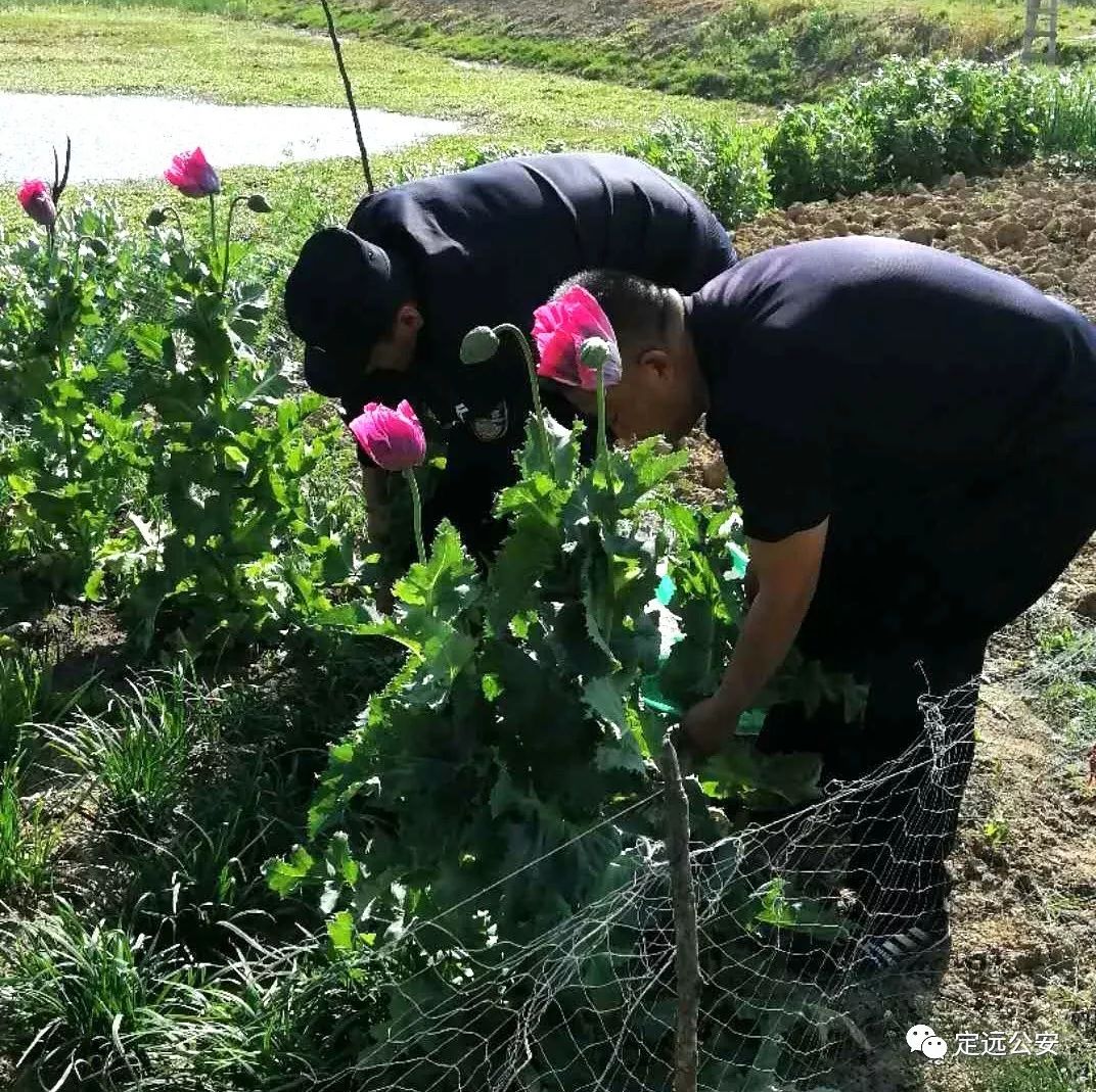 定远警方铲除多处非法种植罂粟花,请远离"毒品之源!