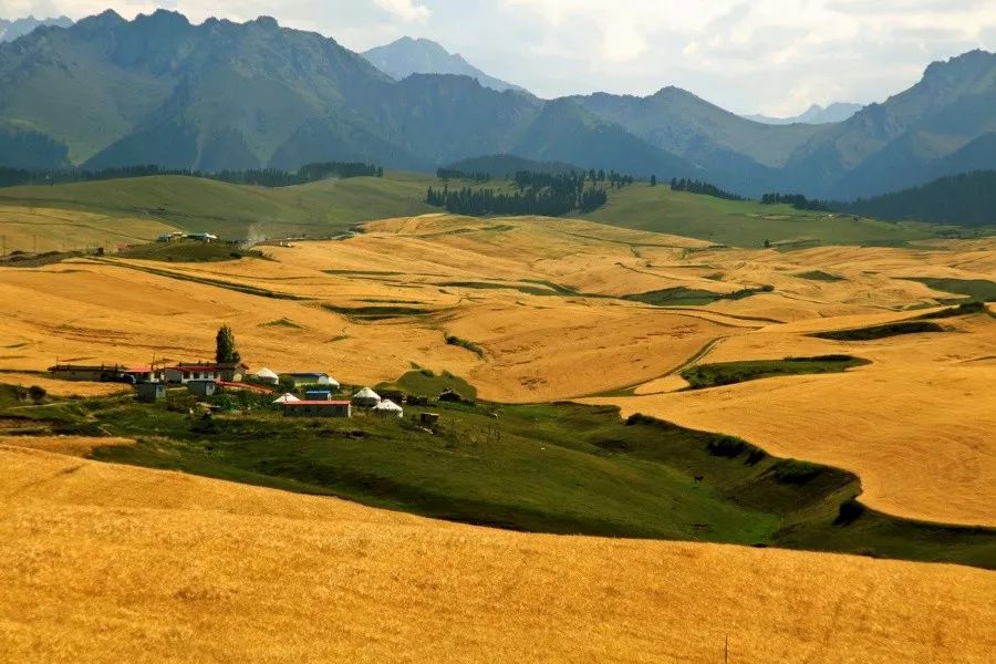 秋季 ,一眼望不到边的山峦上,起伏的金黄色麦浪,麦田,大捆大捆的麦垛