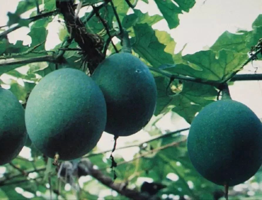 来源教材图片花粉,天瓜粉,瓜蒌根,楼根,地楼,栝楼根,栝楼粉,蒌根,蒌粉