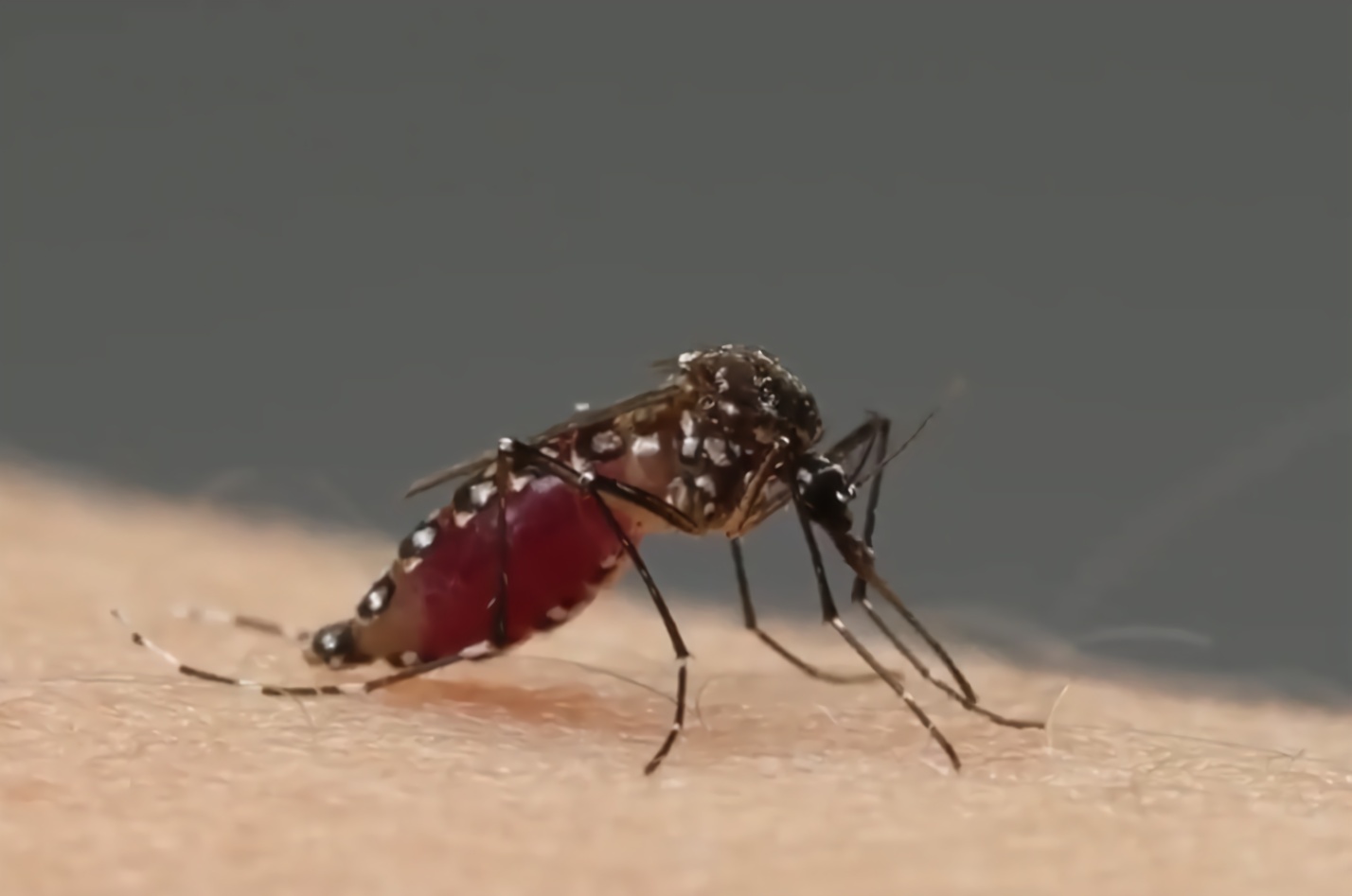 蚊子为啥要吸血图片