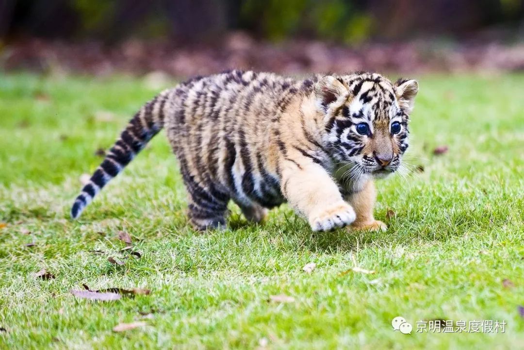 京明五一有惊喜小萌虎陪你玩篝火晚会任你嗨
