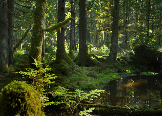 高清森林动态图片gif图片
