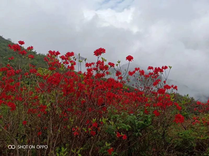 走起!绿春湖杜鹃花盛开 五一小长假迎来最佳赏花期