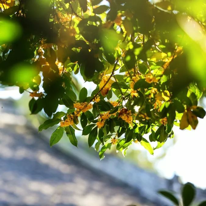 植物週刊中亭地白樹棲鴉冷露無聲溼桂花