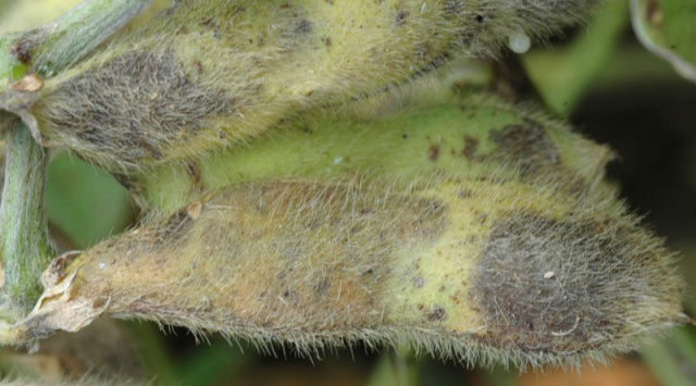 作物病害有图有真相大豆常见病害解析