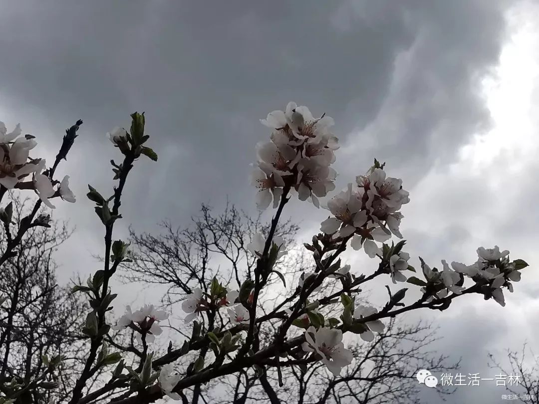 吉林市梨花节盛大启幕雪白梨花分外香