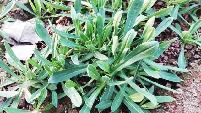 它曾是"救命菜",味道鲜,能润肺止咳,现在很少见,遇到别错过_野菜