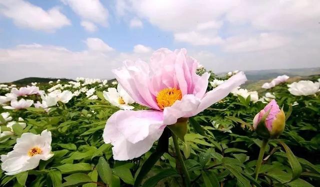 南郭寺—鄧寶珊將軍紀念亭 3,品嚐美食遊(逛天水城市後花園佳水岸小鎮