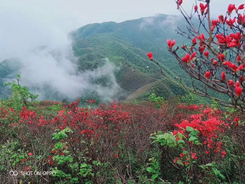 走起!绿春湖杜鹃花盛开 五一小长假迎来最佳赏花期