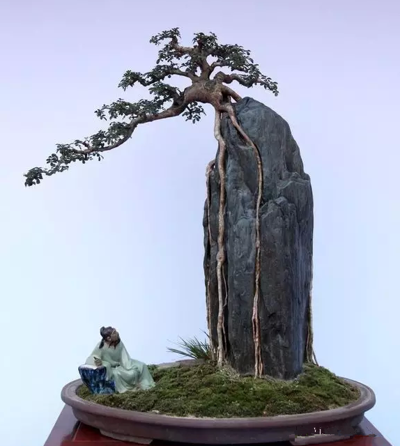 漂亮的附石盆景,令人爱不忍释