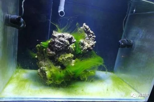 海缸系统的冲击也是非常大的,从而导致营养盐的增加,"二次爆藻"也就