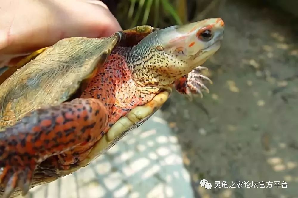 木纹龟属总述草龟黄喉的美洲亲戚