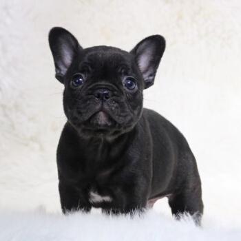 为什么这么少人养黑狗网友直言黑色不详啊