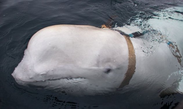 伍尔夫白鲸图片