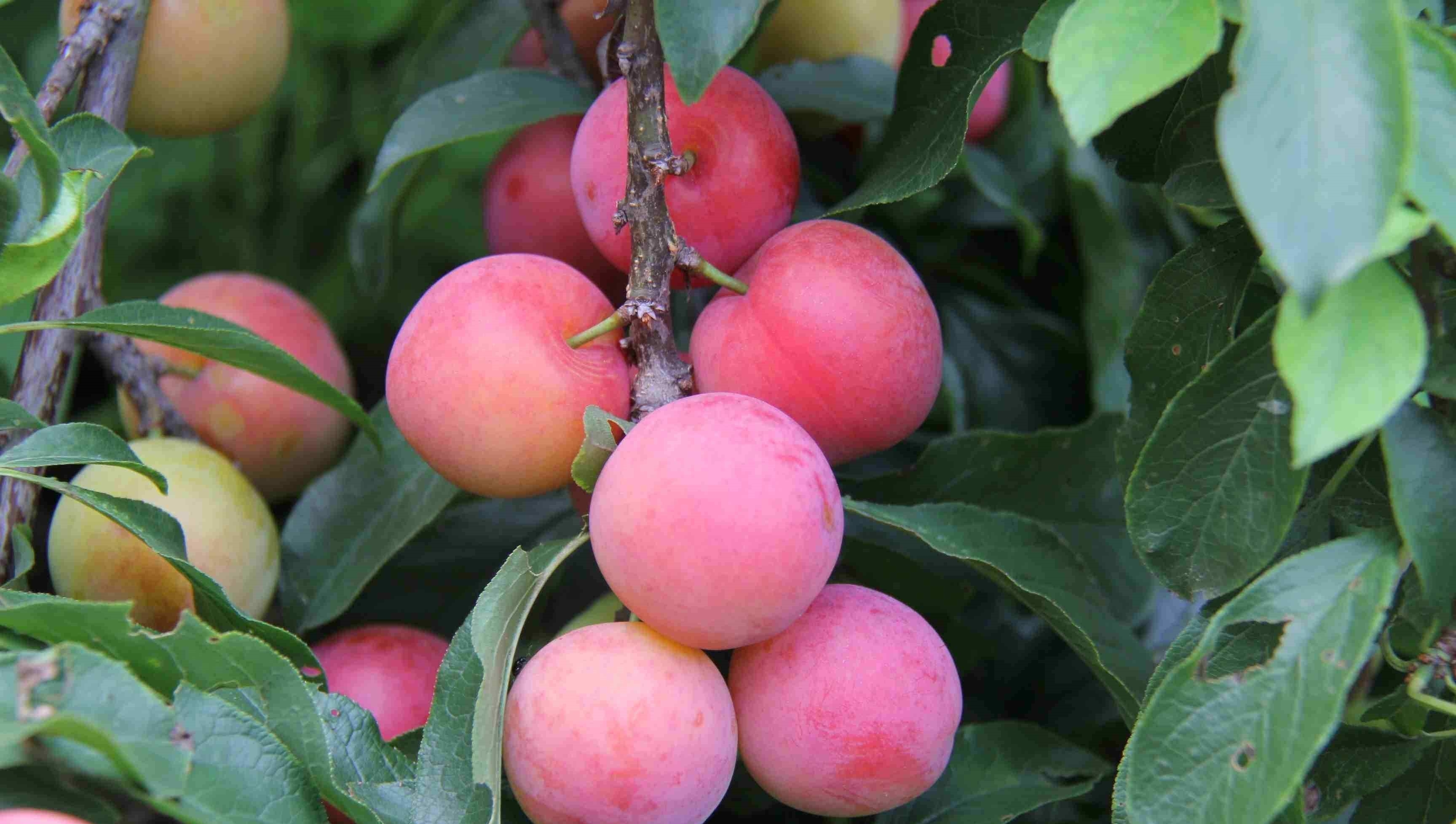 李子有什么营养价值?什么样的人千万不能吃?2种人要记好_水果