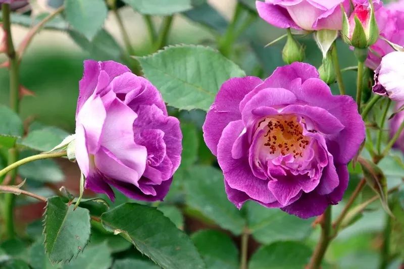 等绿色的绿野,绿云白色的白雪山,大马士革黑色的黑魔鬼粉色的月亮女神