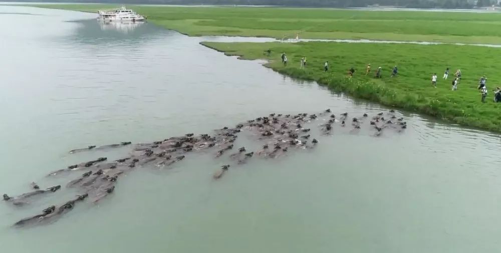 高清多图 视频!今日蓬安上演"百牛渡江"奇观,吸引数万游客围观