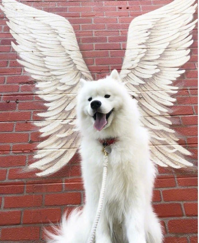 阿拉斯加:我要我要抱抱抱抱 主人:它太白了,走两步就脏了, 还得去洗