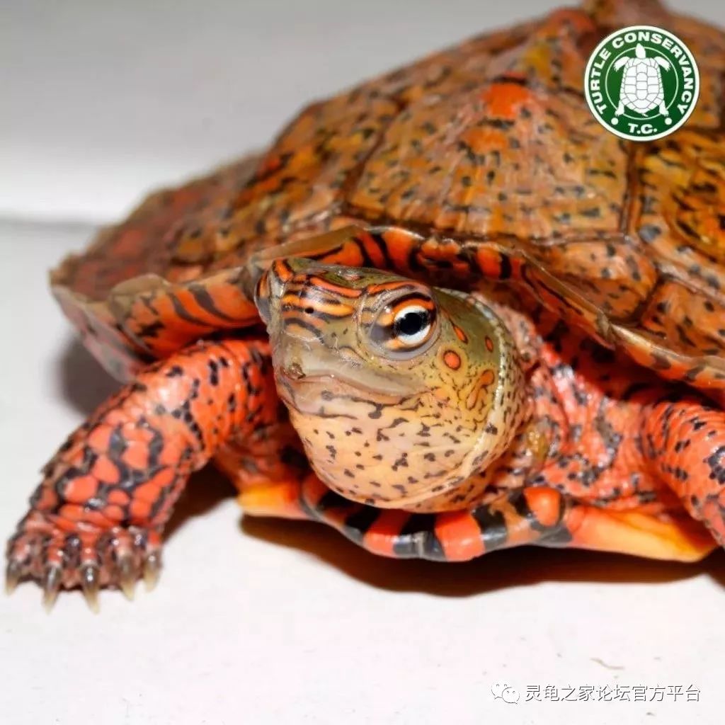 中美木纹龟模式亚种——格雷罗木纹龟音译方式的原因