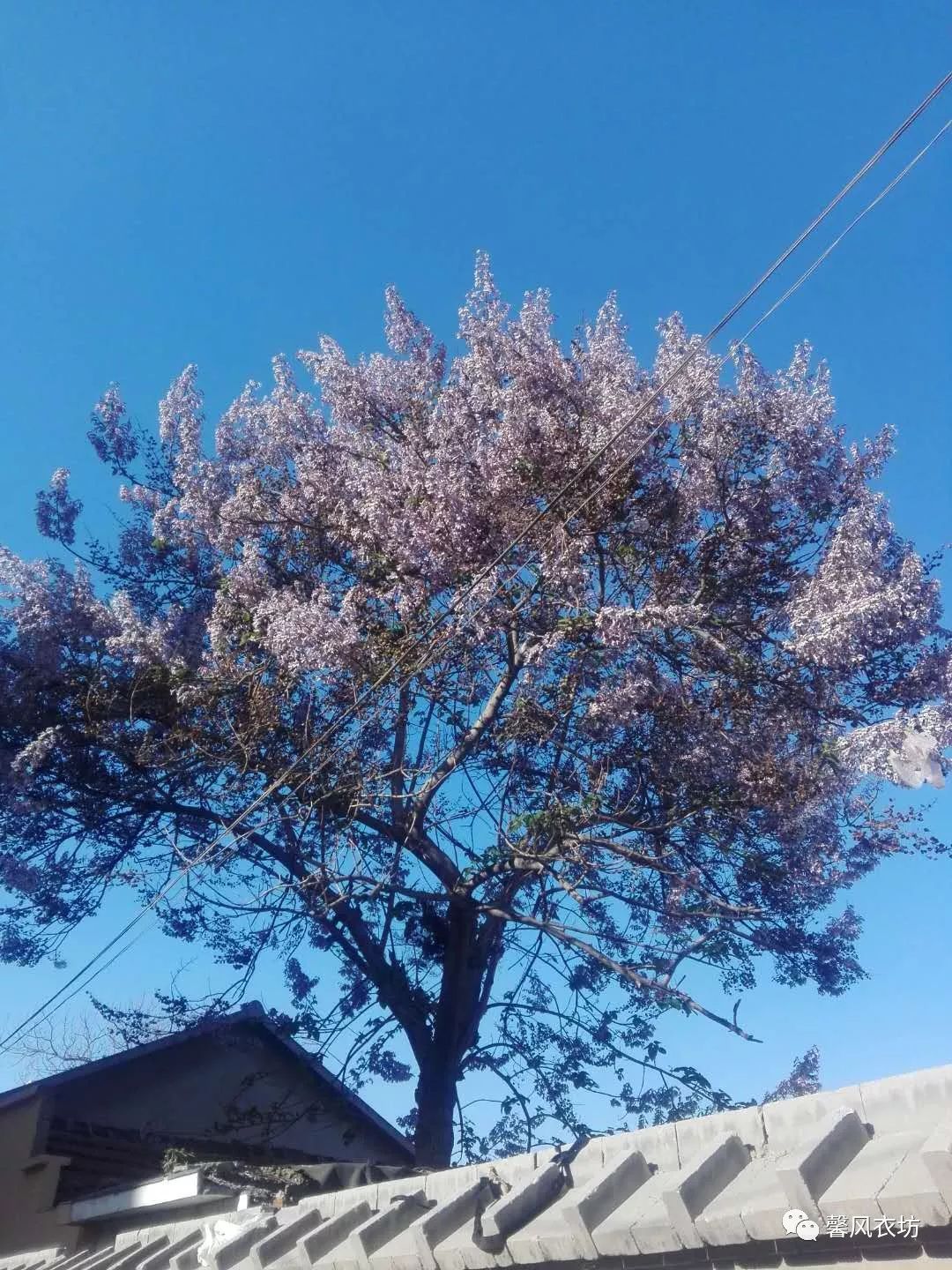 年年春深待桐花在我们居住的小城梧桐这种树木是最