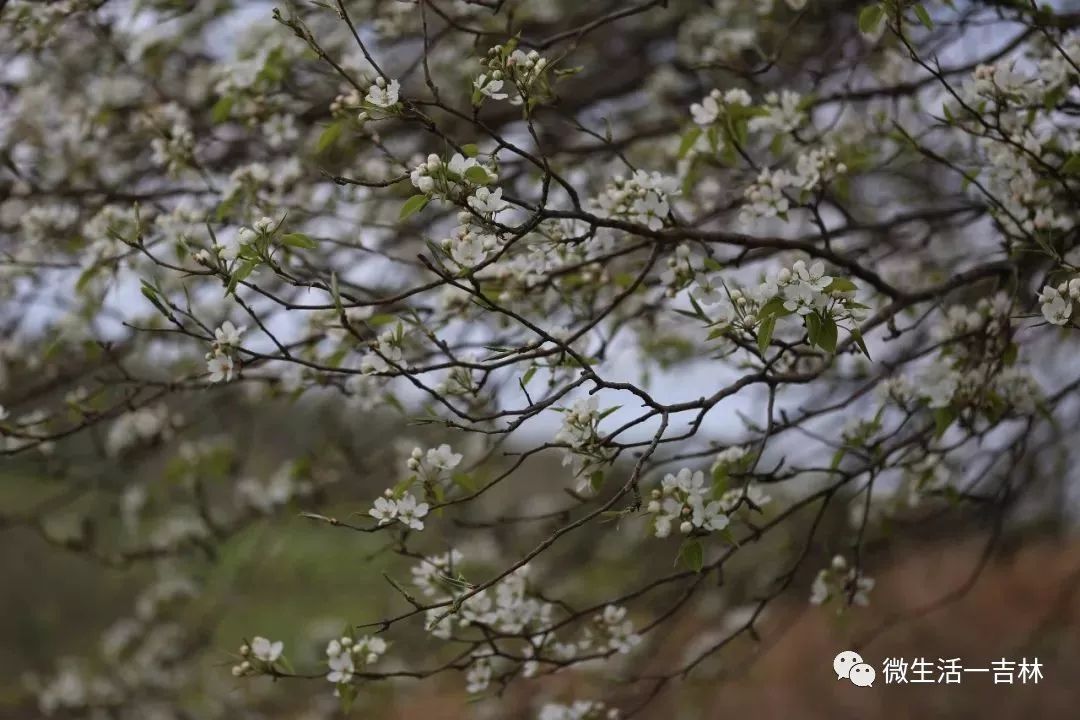 吉林市梨花节盛大启幕雪白梨花分外香