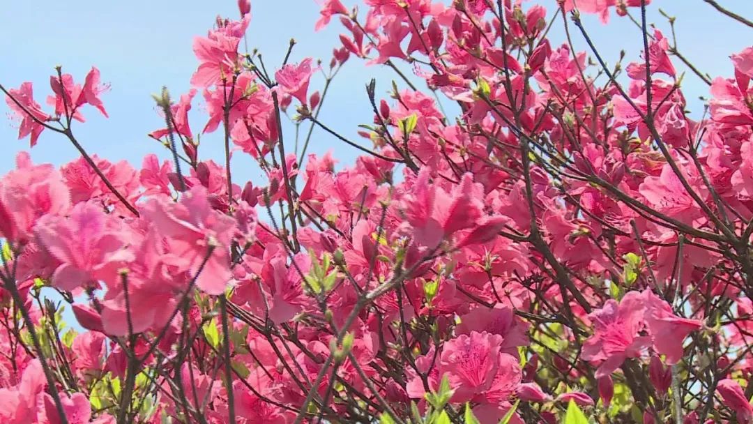 走起!绿春湖杜鹃花盛开 五一小长假迎来最佳赏花期