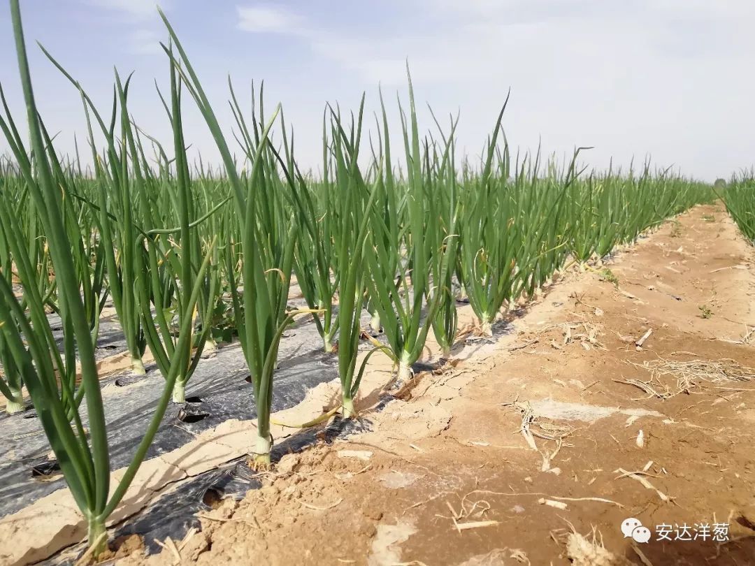 洋葱缓苗期如何生根促生长