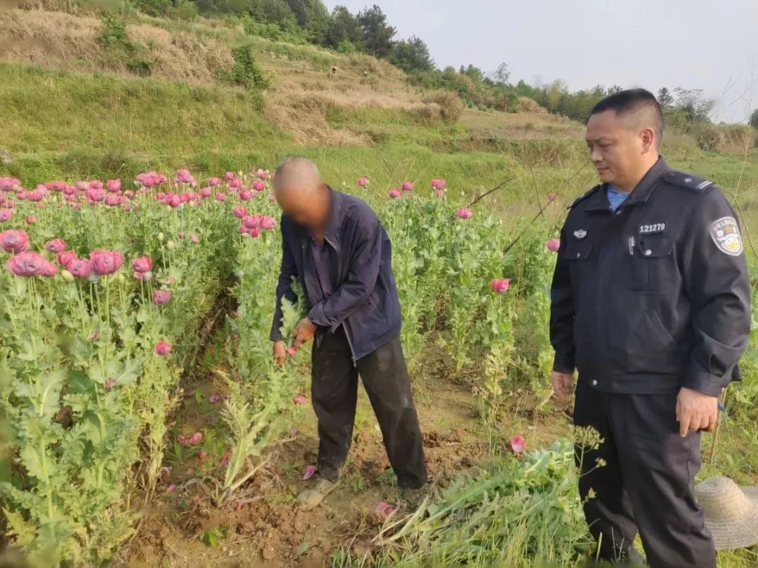 种地种几块罂粟?益阳这处田地挖出1098株罂粟花…_种植